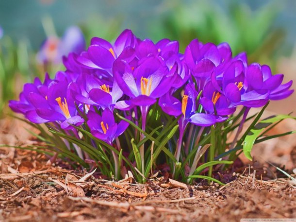 Flowers Purple Seasonal Spring Wallpaper