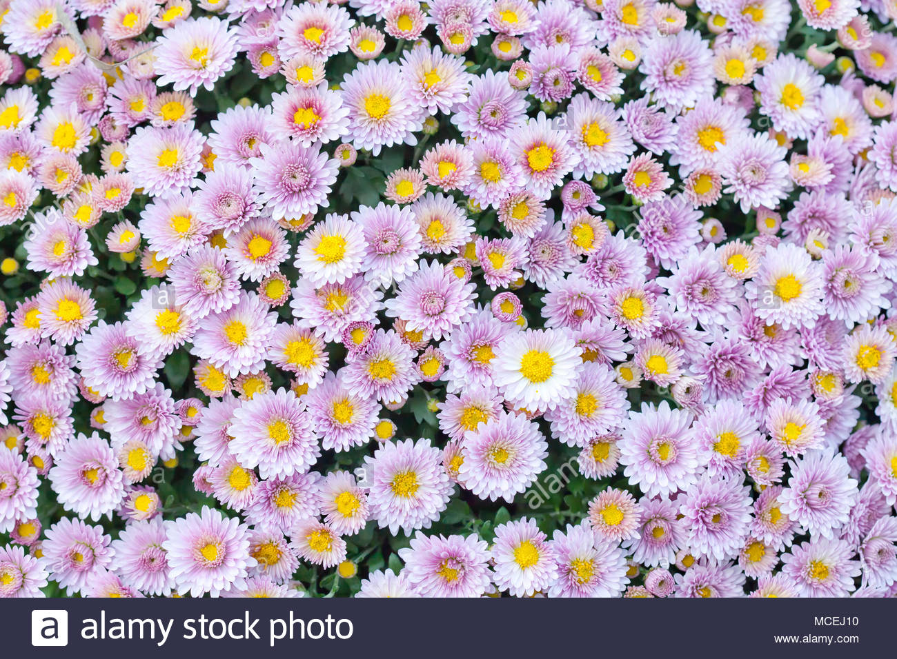 Violet Pink Yellow Chrysanthemum Flowers Field Background Floral