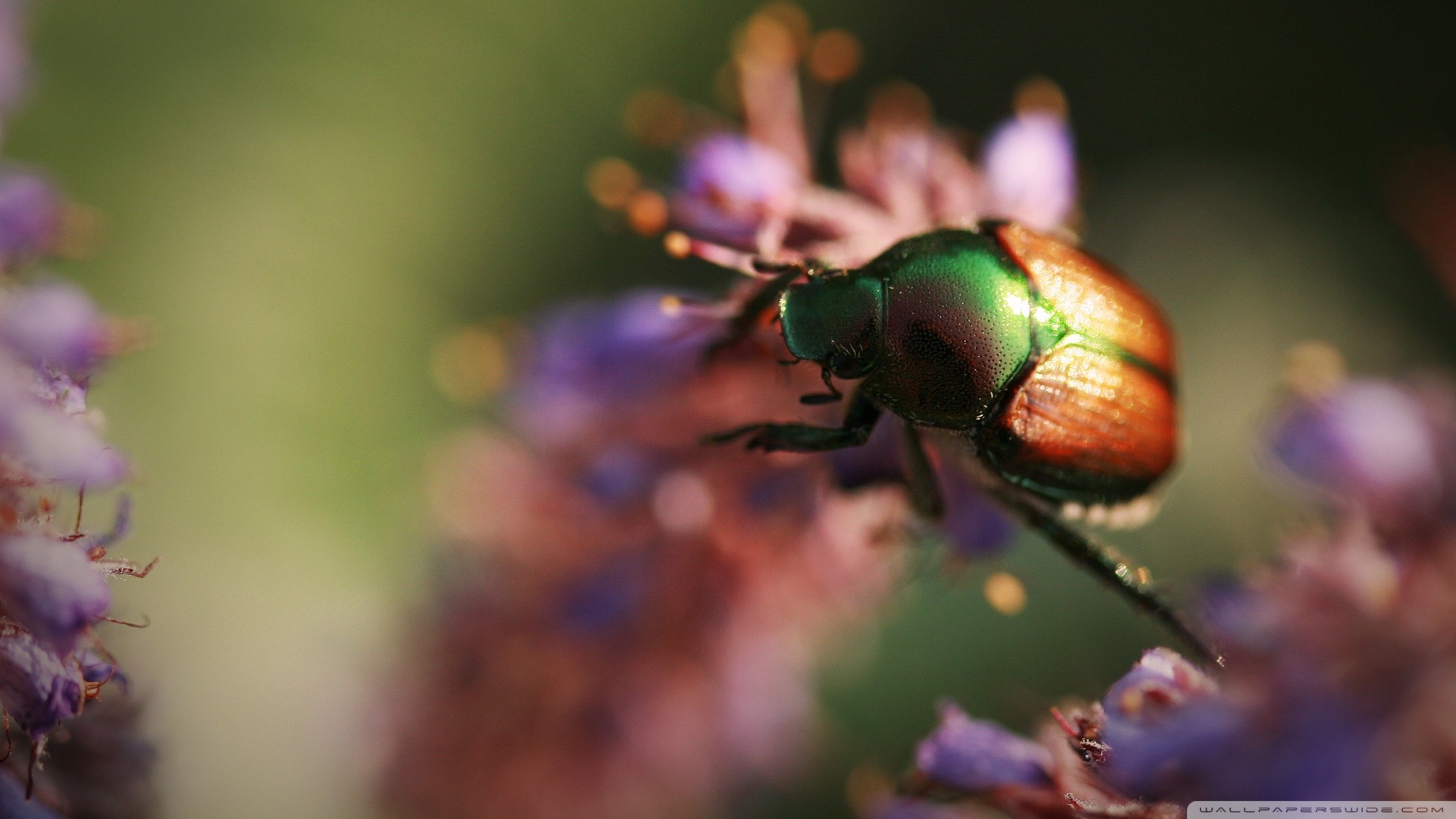Insects Wallpaper