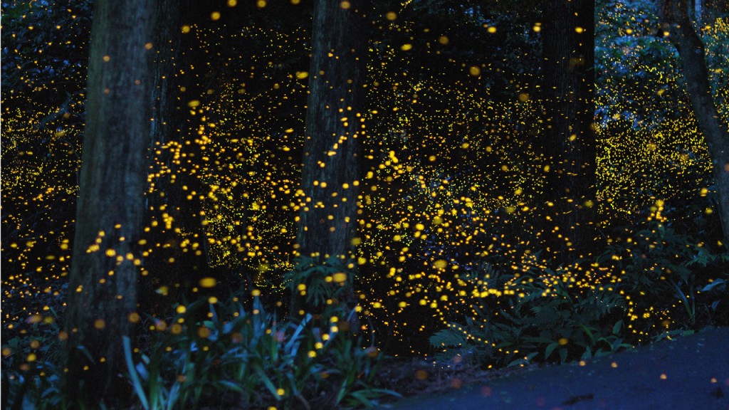  japan5 1024x576 [Pics] Long Exposure Images Of Lightning Bugs In Japan