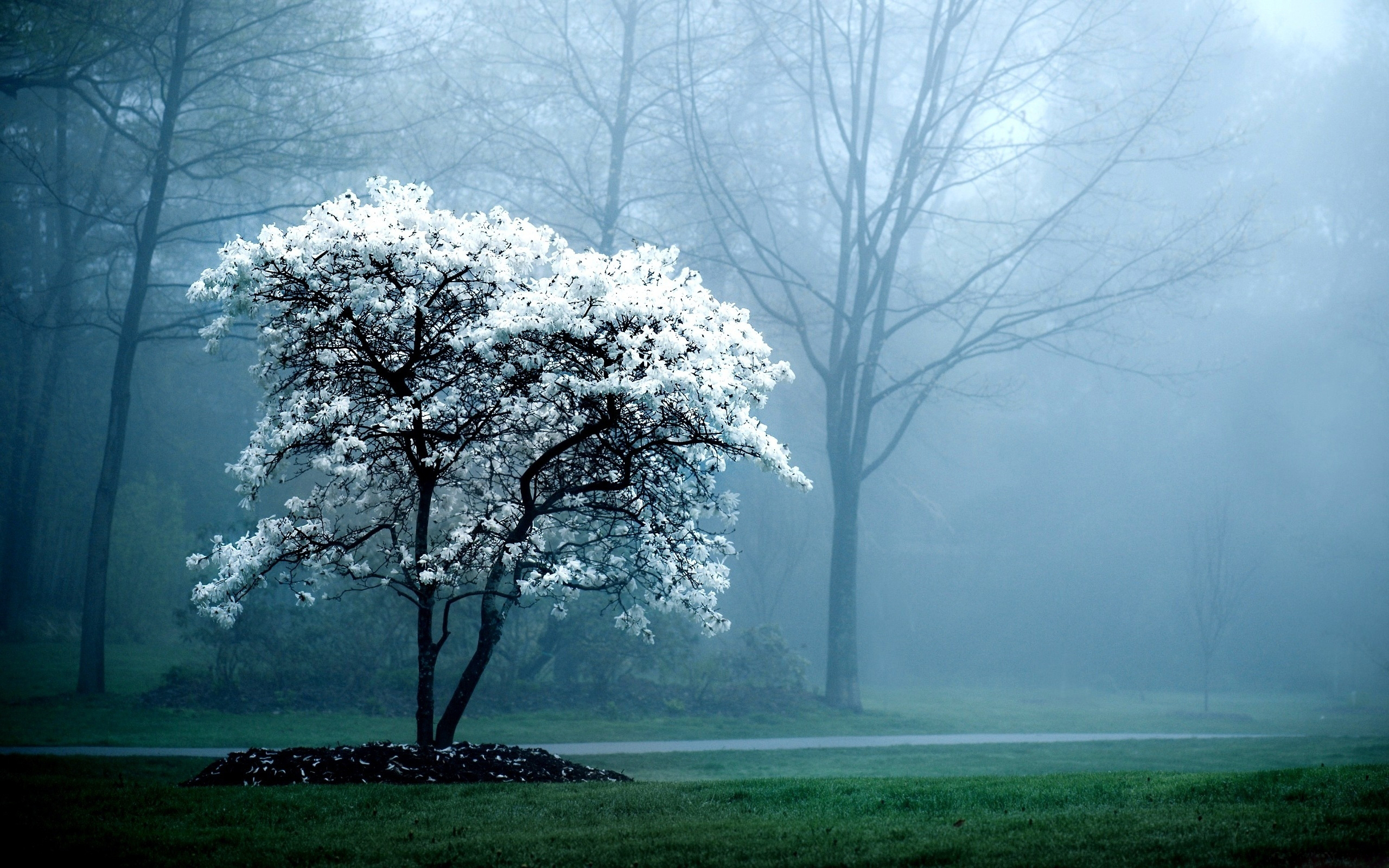 A white flowering tree stands out against a misty, ethereal backdrop of a park or forest in this desktop wallpaper