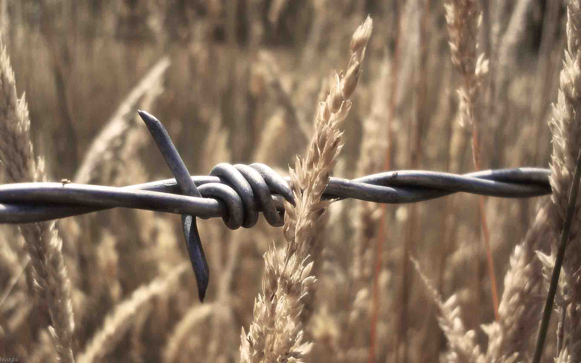 If You Like This Wallpaper Can Save Barbed Wire HD