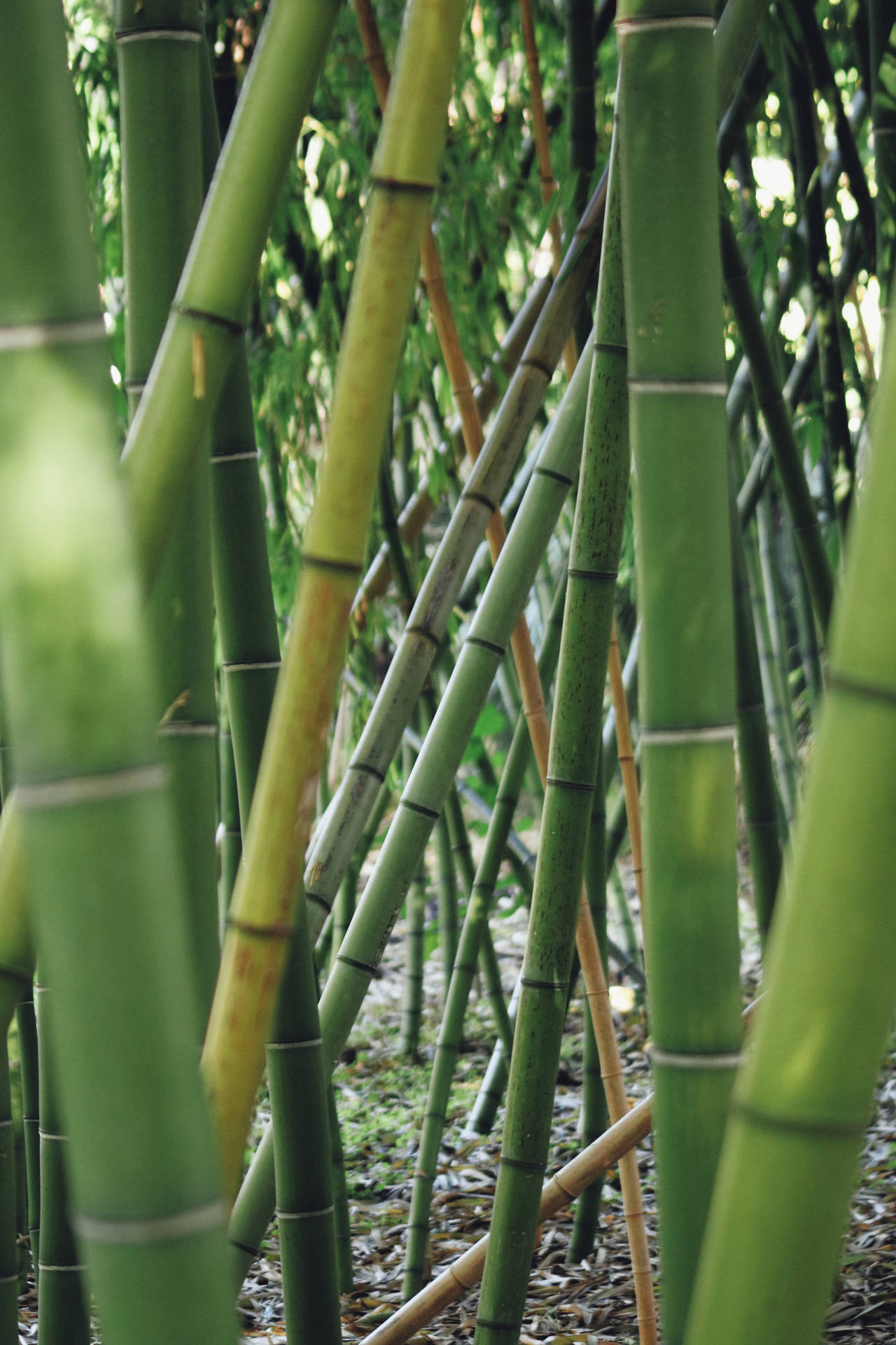 Bamboo HD Wallpaper
