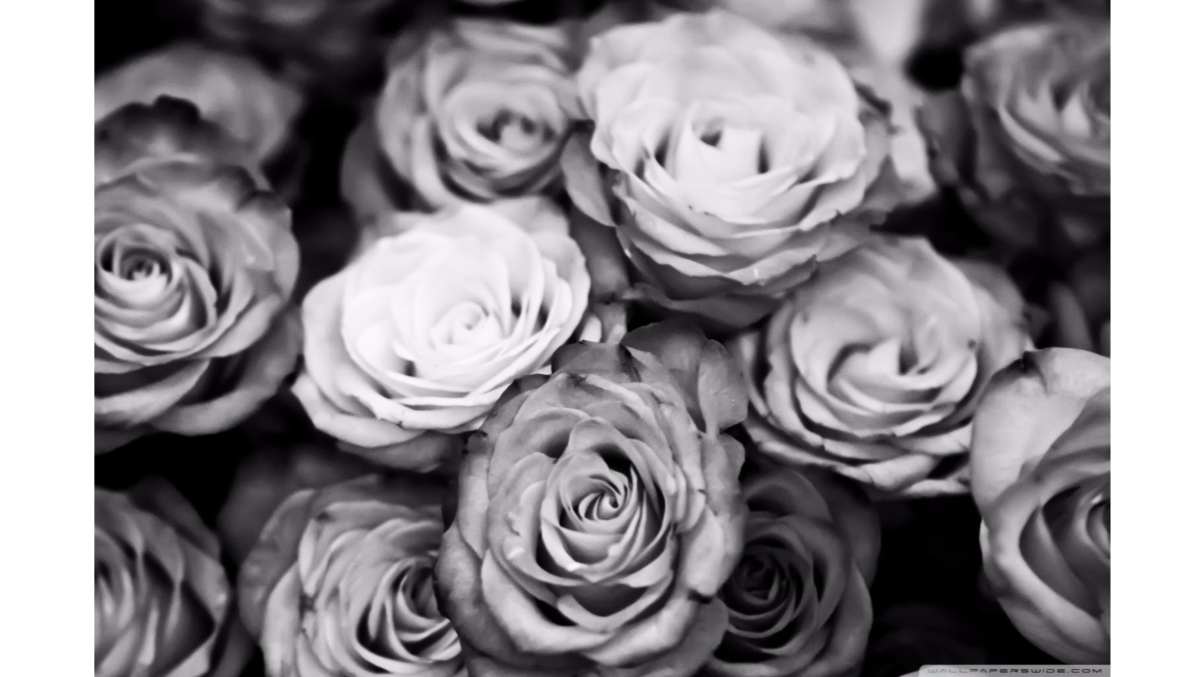 Black And White Roses Wallpaper 4k