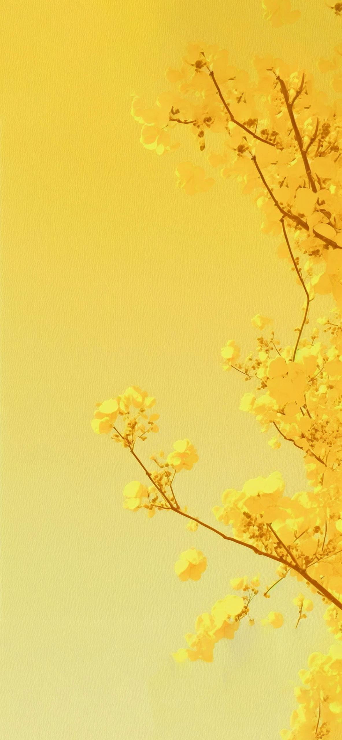 Yellow Blossom Tree Aesthetic Wallpaper Cool