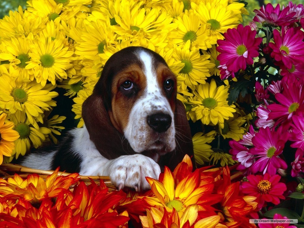 basset hound puppy wallpaper