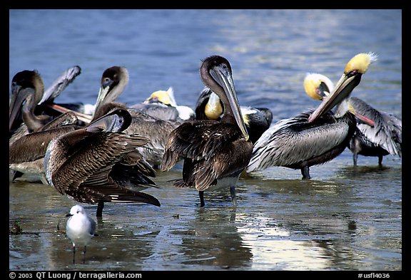 Picture Photo Pelicans Sanibel Island Florida Usa