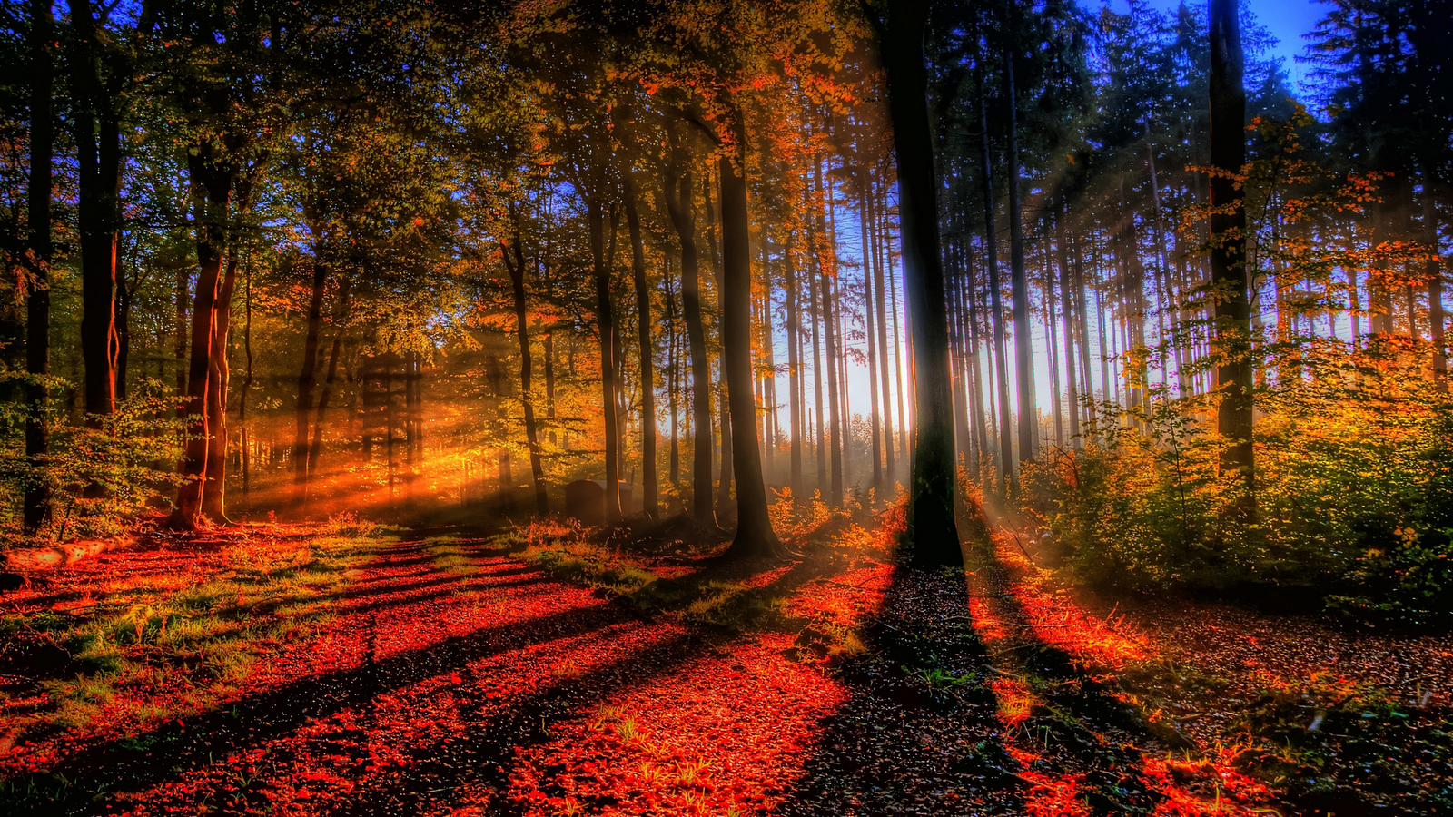 Mystical Forest Wallpaper