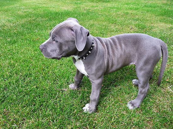 Baby Pitbull Image Pictures Becuo