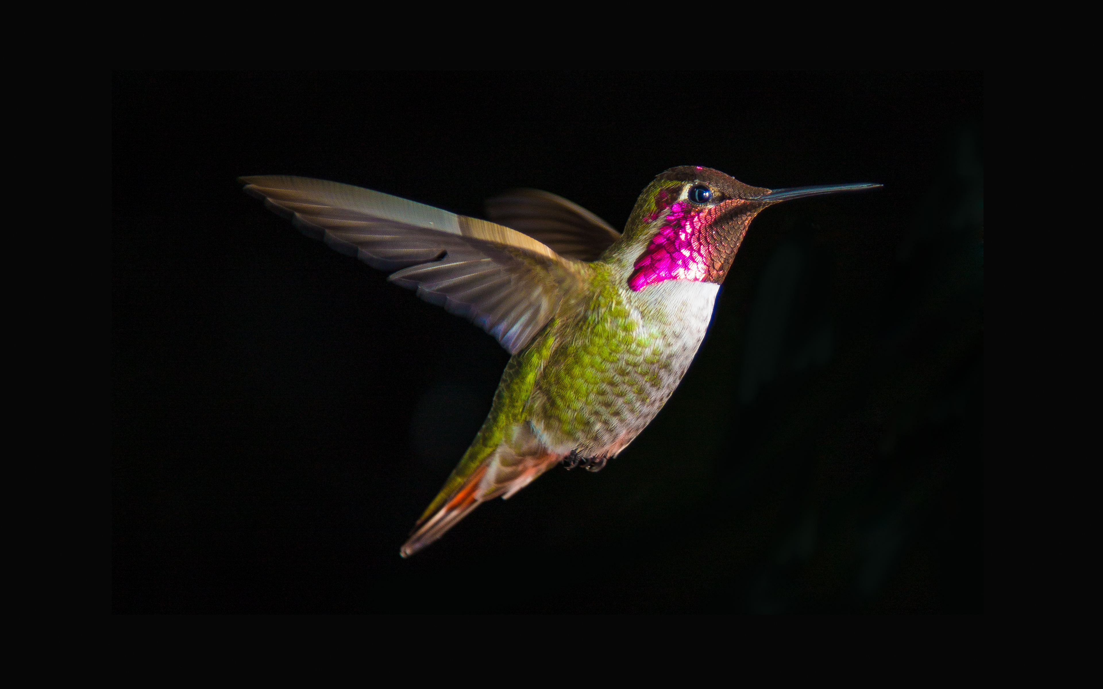 Hummingbird On A Black Background Wallpaper And Image