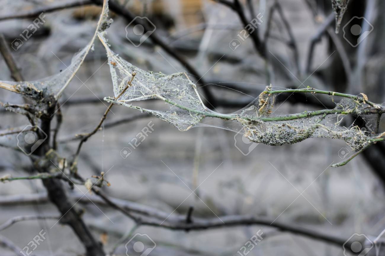 Spiderweb Of Cherry Tree Moth On Decay Branches Gray Creepy