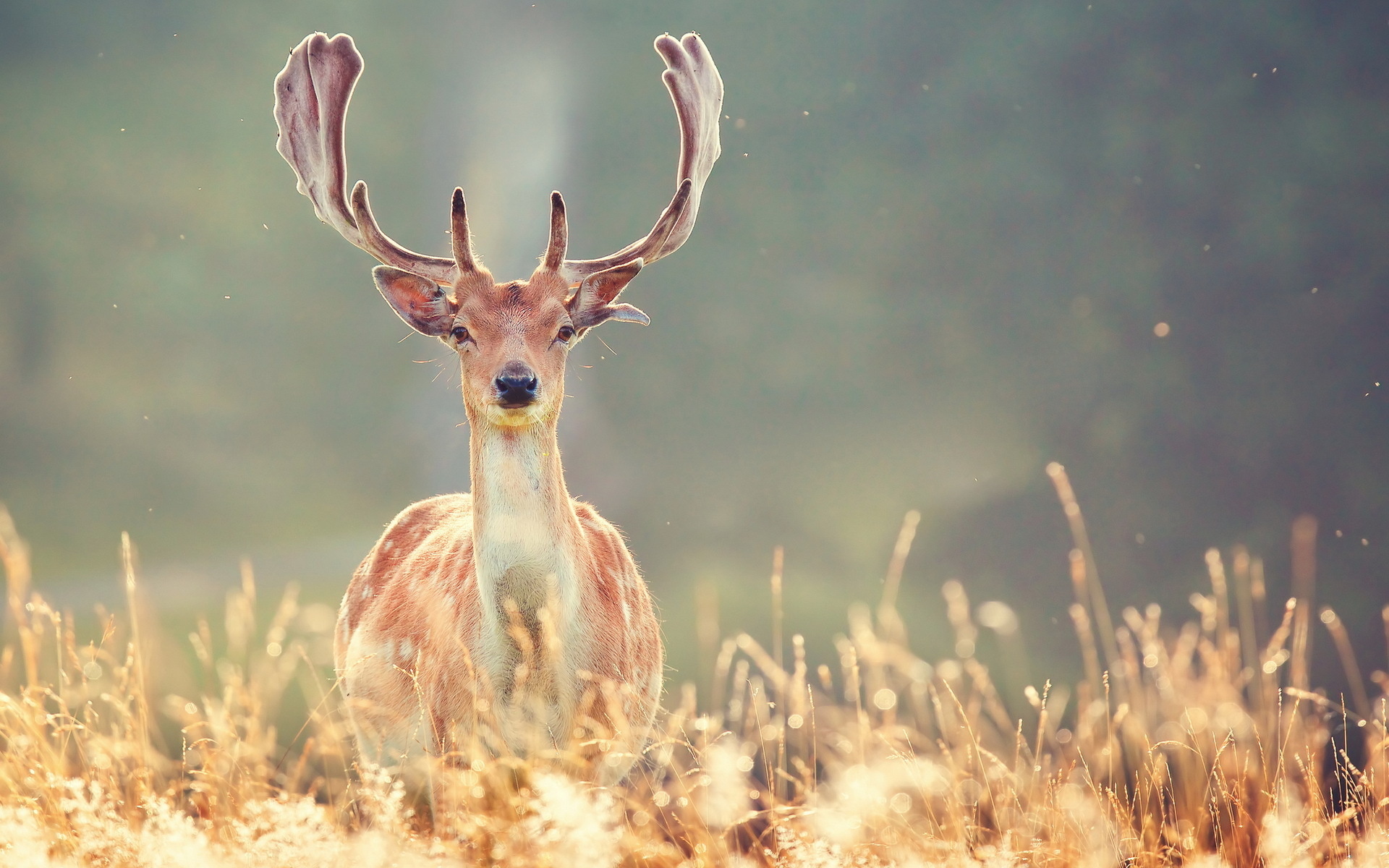 Deer Desktop Wallpaper