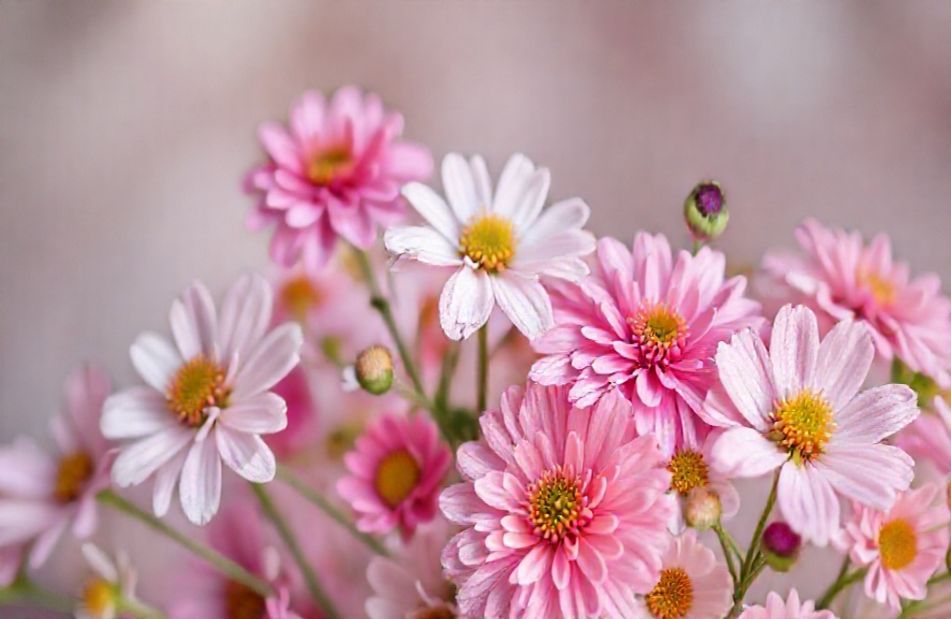 Aesthetic Flowers Wallpaper