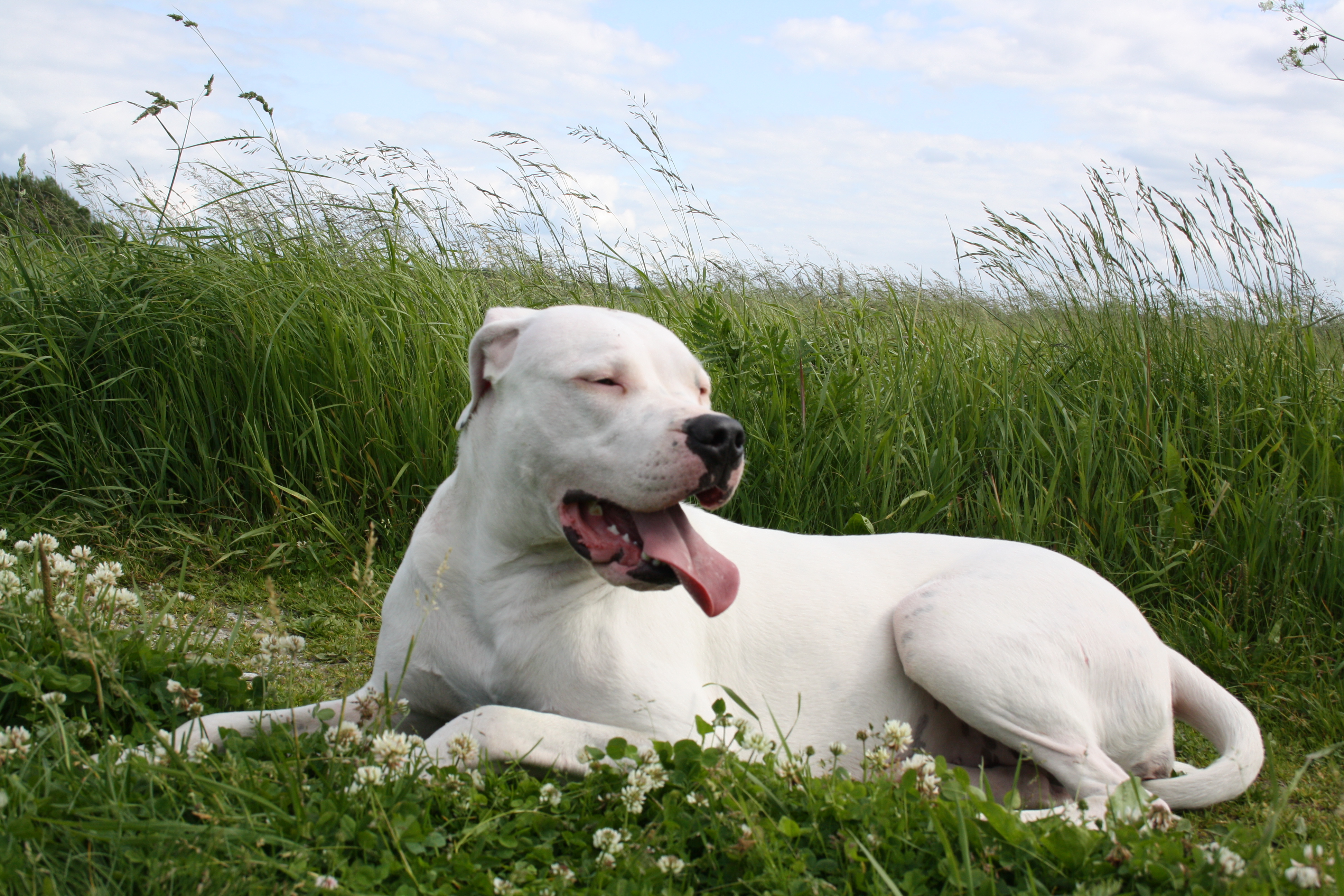 Dogo Argentino Tired Wallpaper And Image