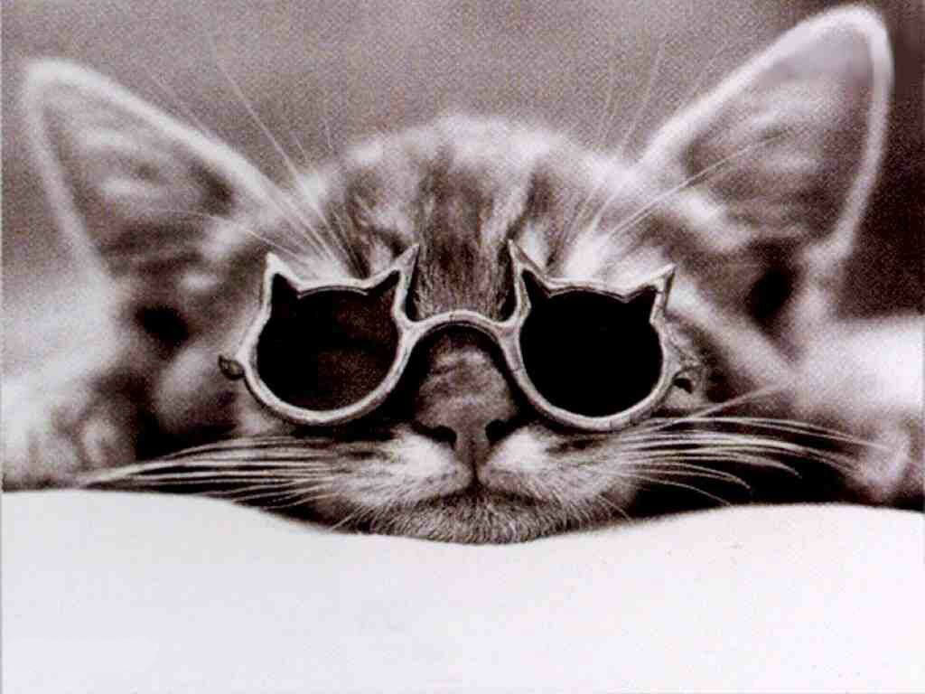 cool cat wallpaper animaux