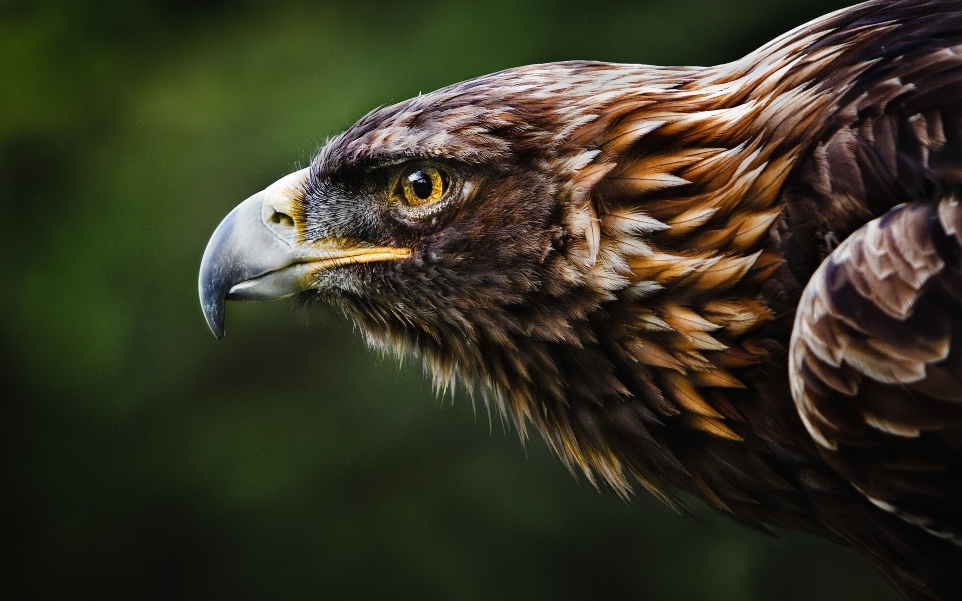 Daily Wallpaper Golden Eagle I Like To Waste My Time