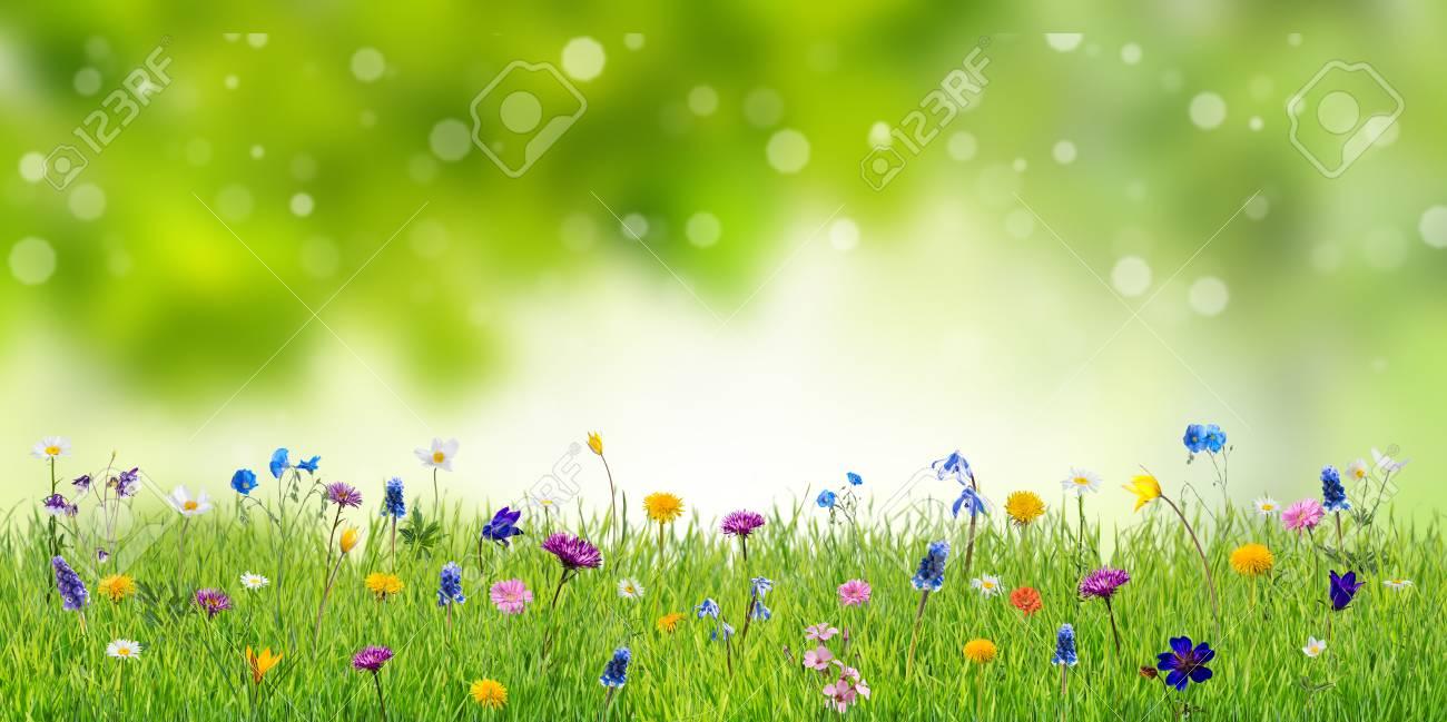 Green Spring Background With Wild Flowers Nature Floral Wallpaper