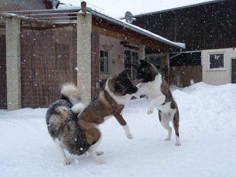 Lovely American Akita Brothers Playing In Snow Pupies Wallpaper