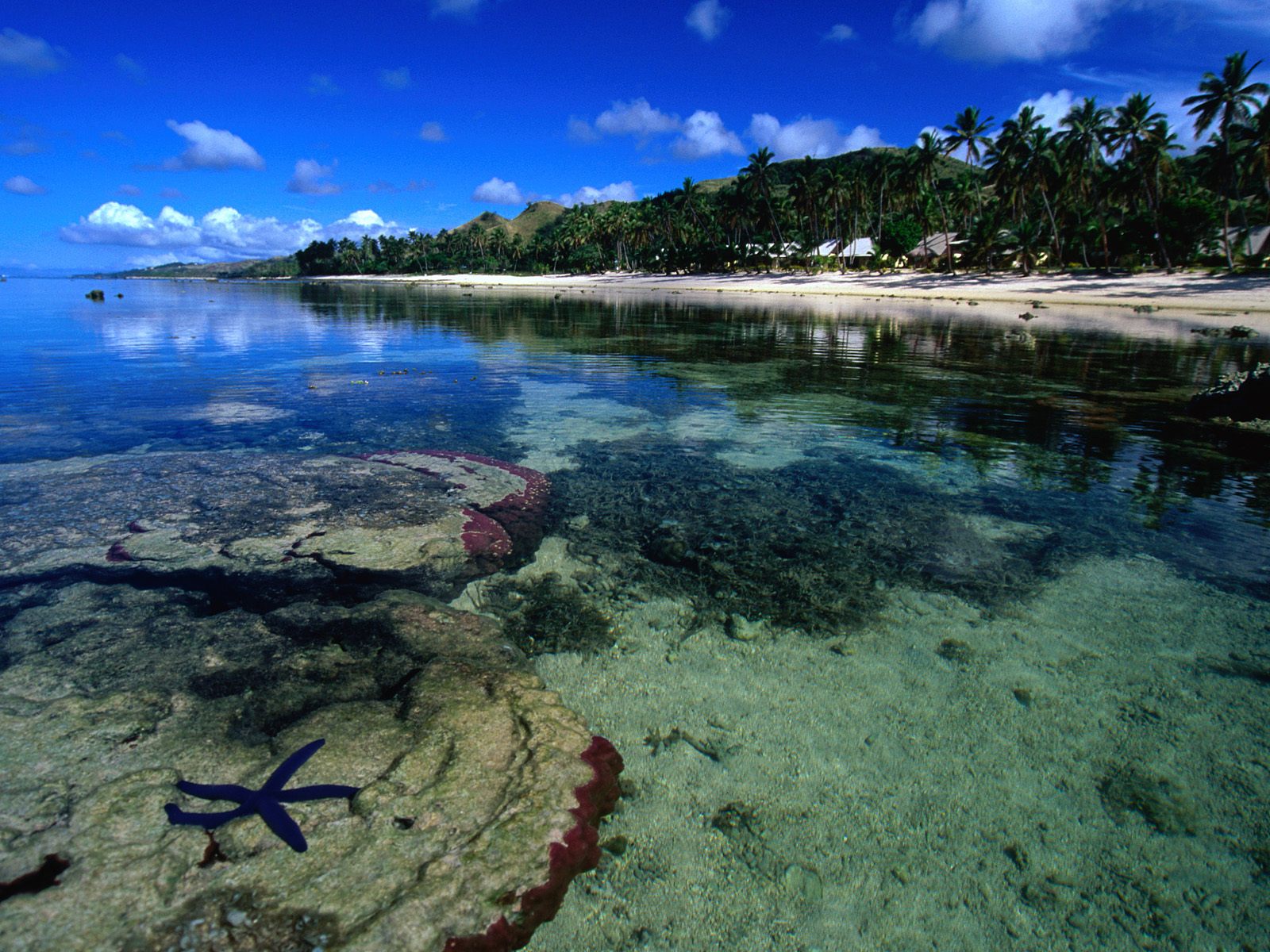 Starfish Along The Coral Coast Beach Wallpaper HD