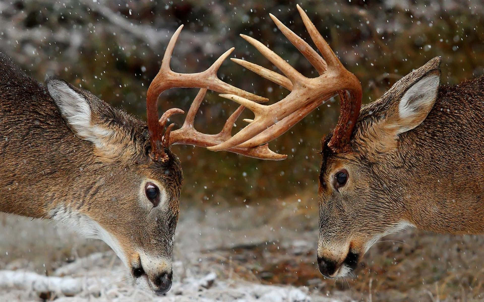 Deer Desktop Wallpaper
