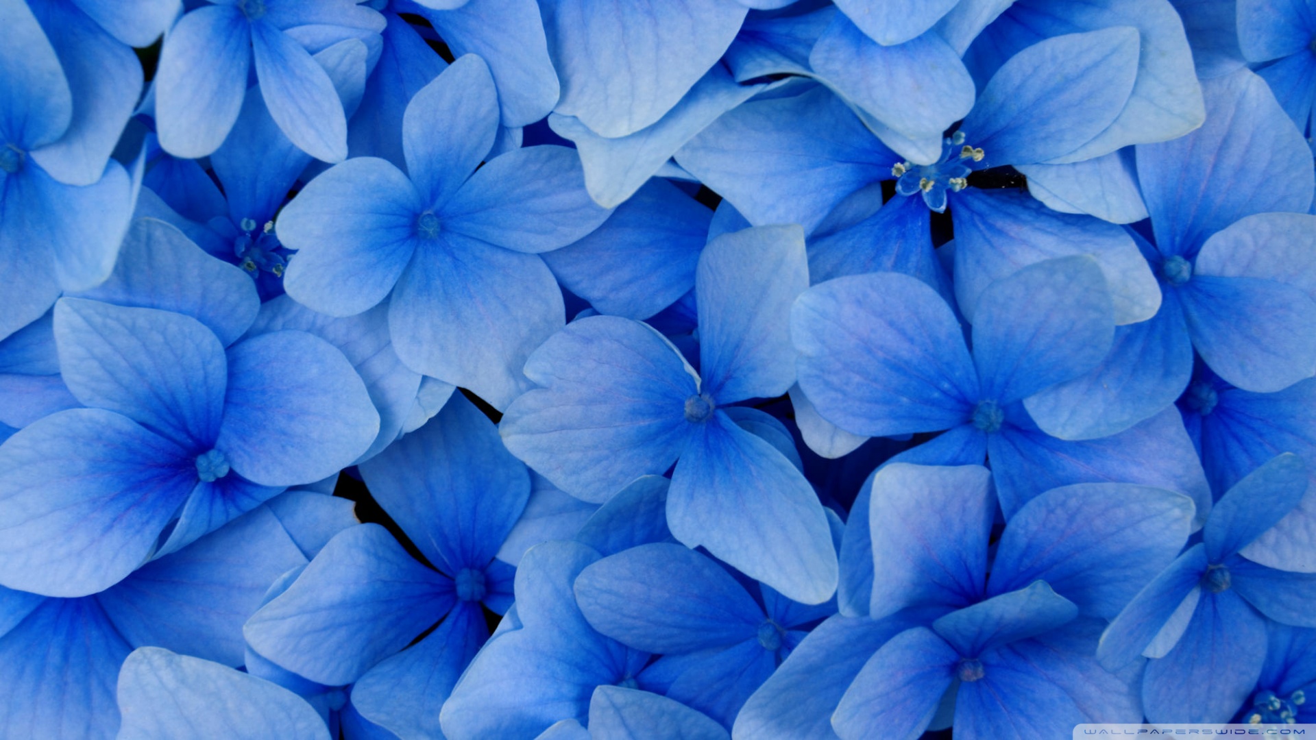 Blue Hydrangea Blossoms Wallpaper 1920x1080 Blue Hydrangea Blossoms 1920x1080