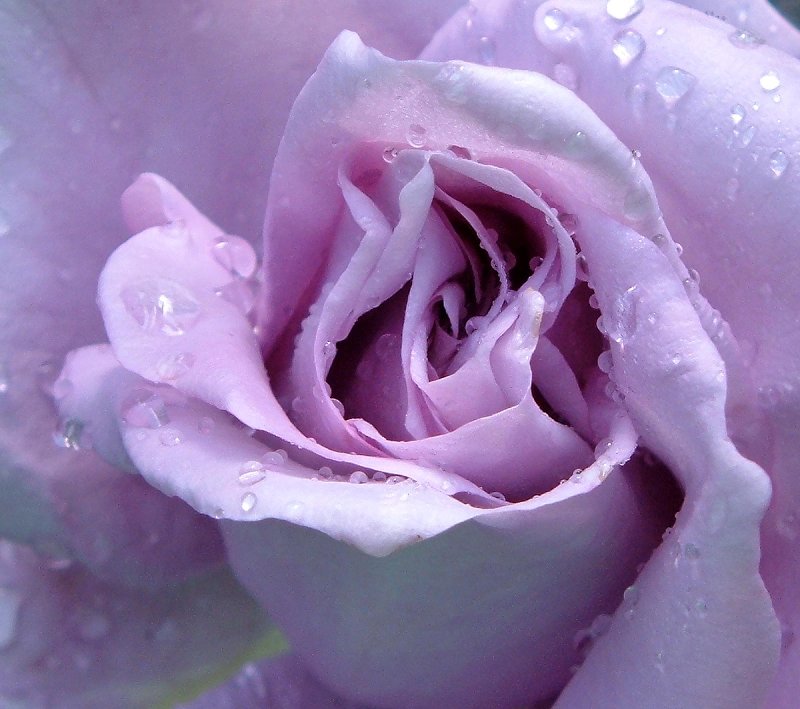 Rose Pictures Online Lavender Photos