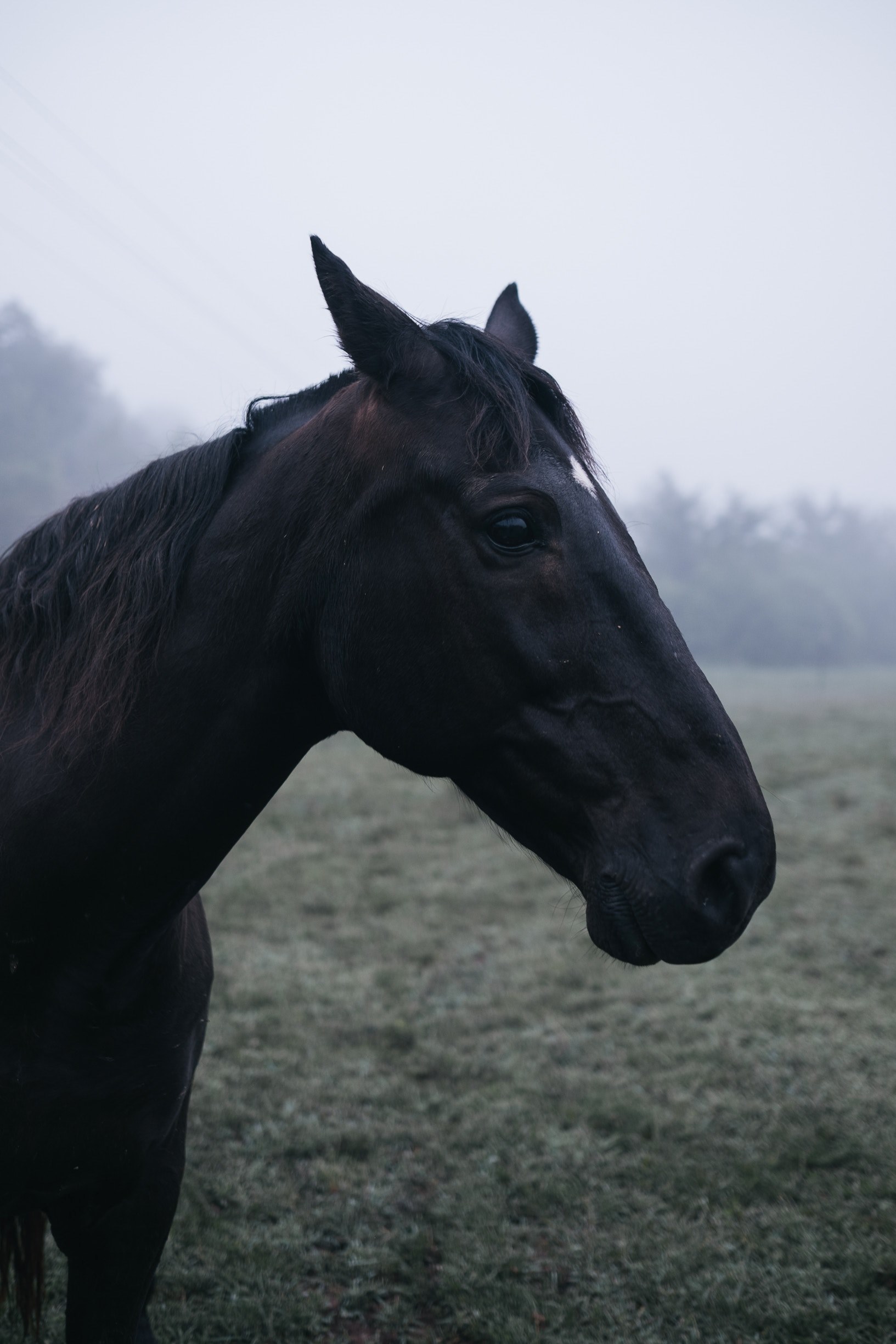 The Side Of A Horses Face Horse 4k Phone HD Wallpaper