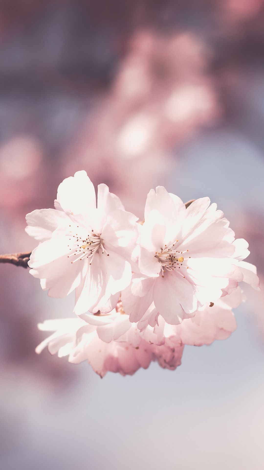 Pink Flower iPhone Wallpaper On
