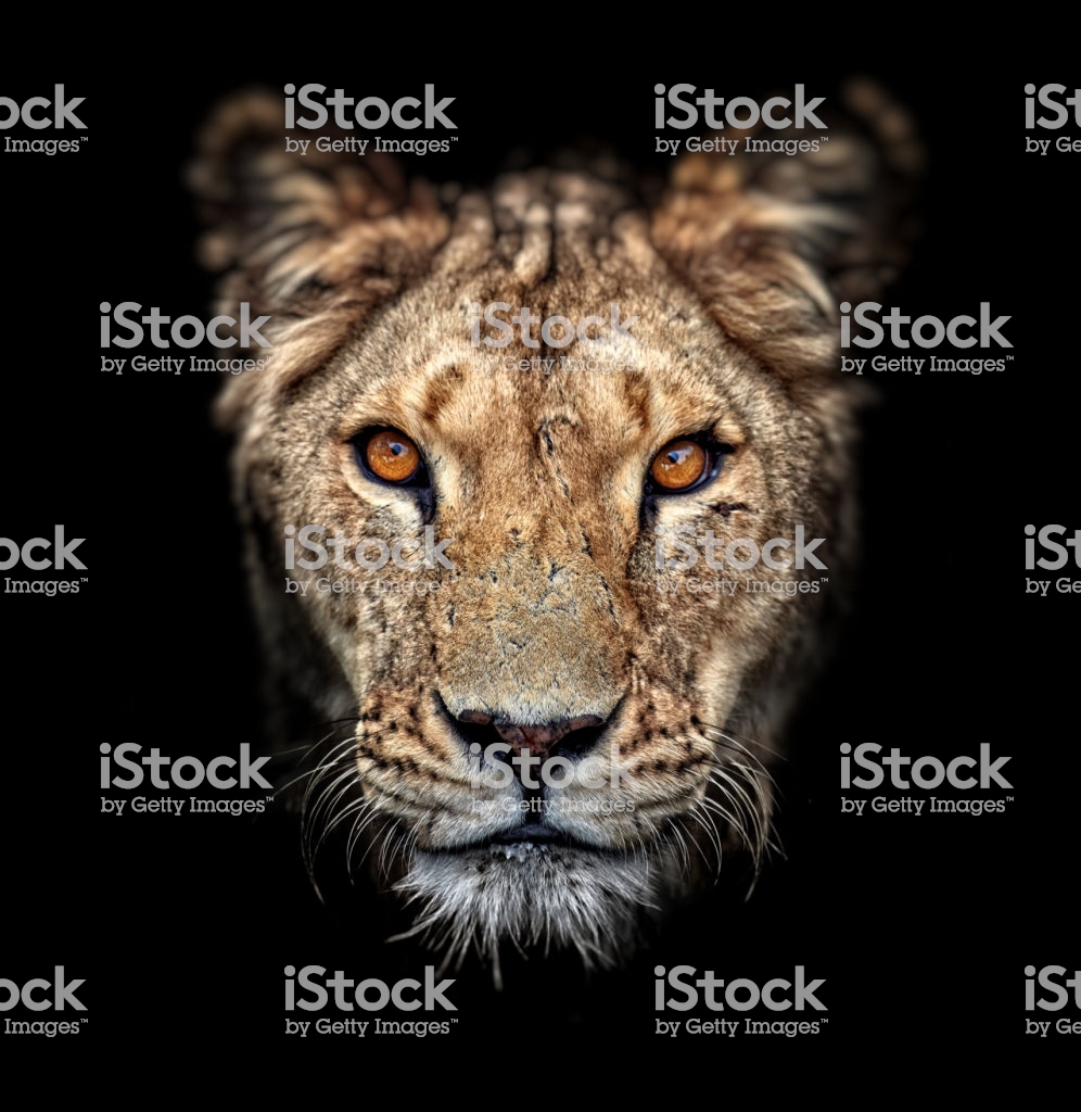 Portrait Of A Lioness On Black Background Lovely Closeup