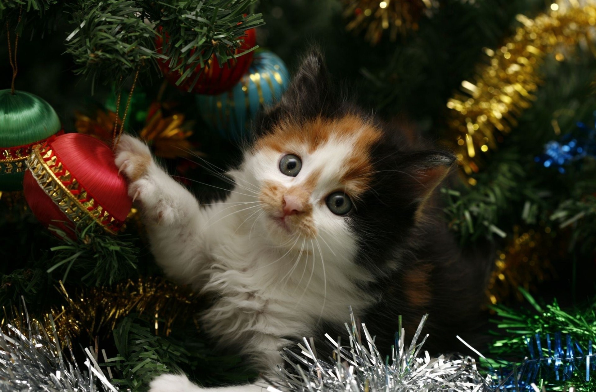 Holiday Christmas Tree Tinsel Cat Kitten New Year Jpg
