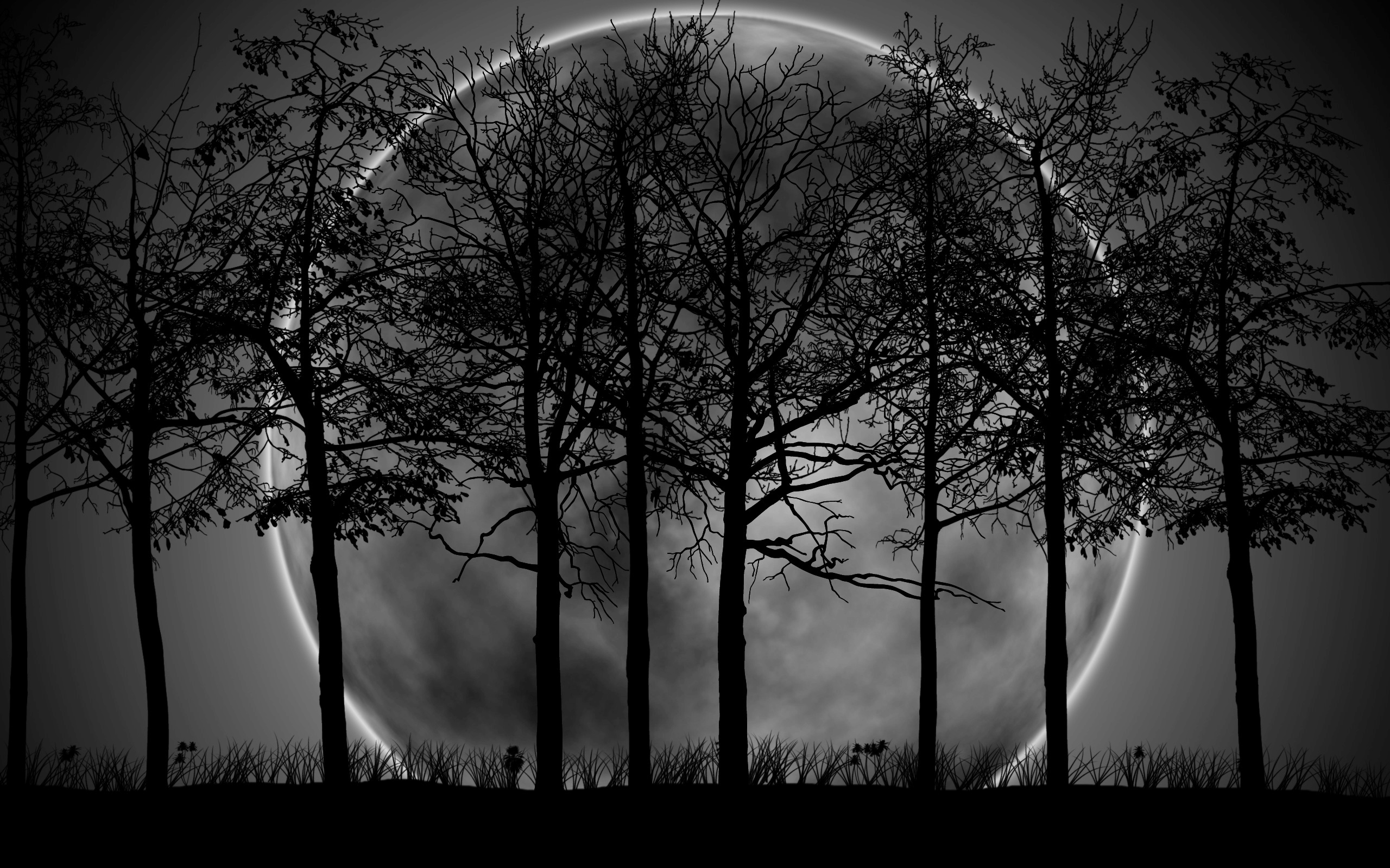 Dark Forest Moon HD Wallpaper Background Image