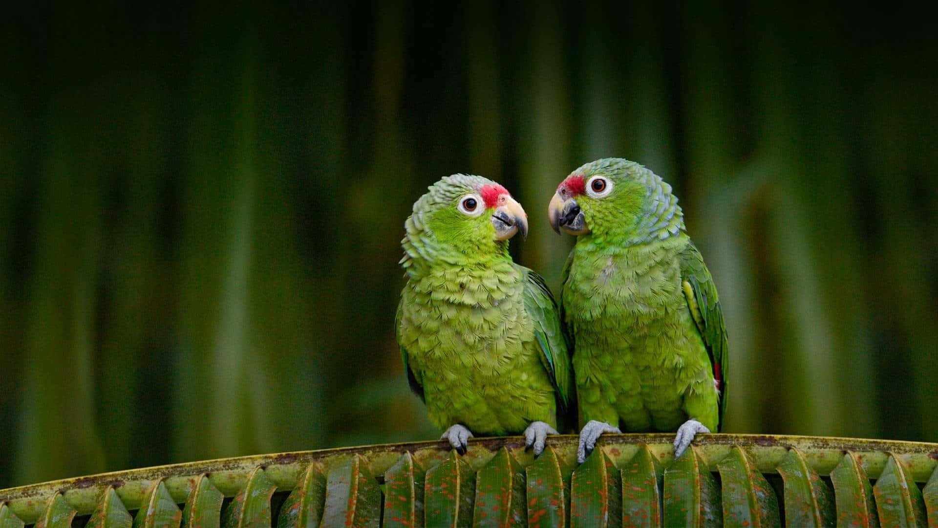 Aesthetic Animals Wallpaper