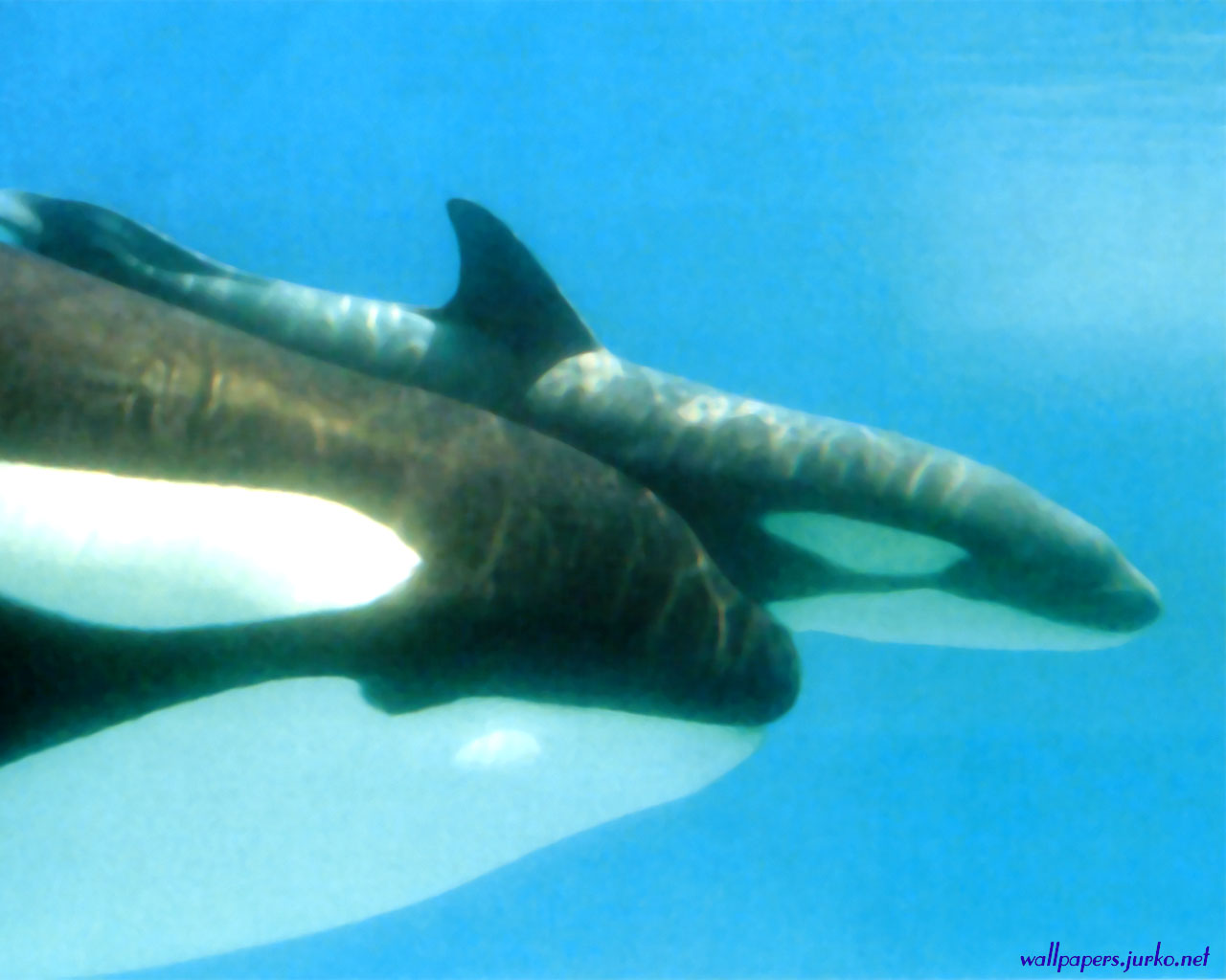 Wallpaper Pc Puter Killer Whale And