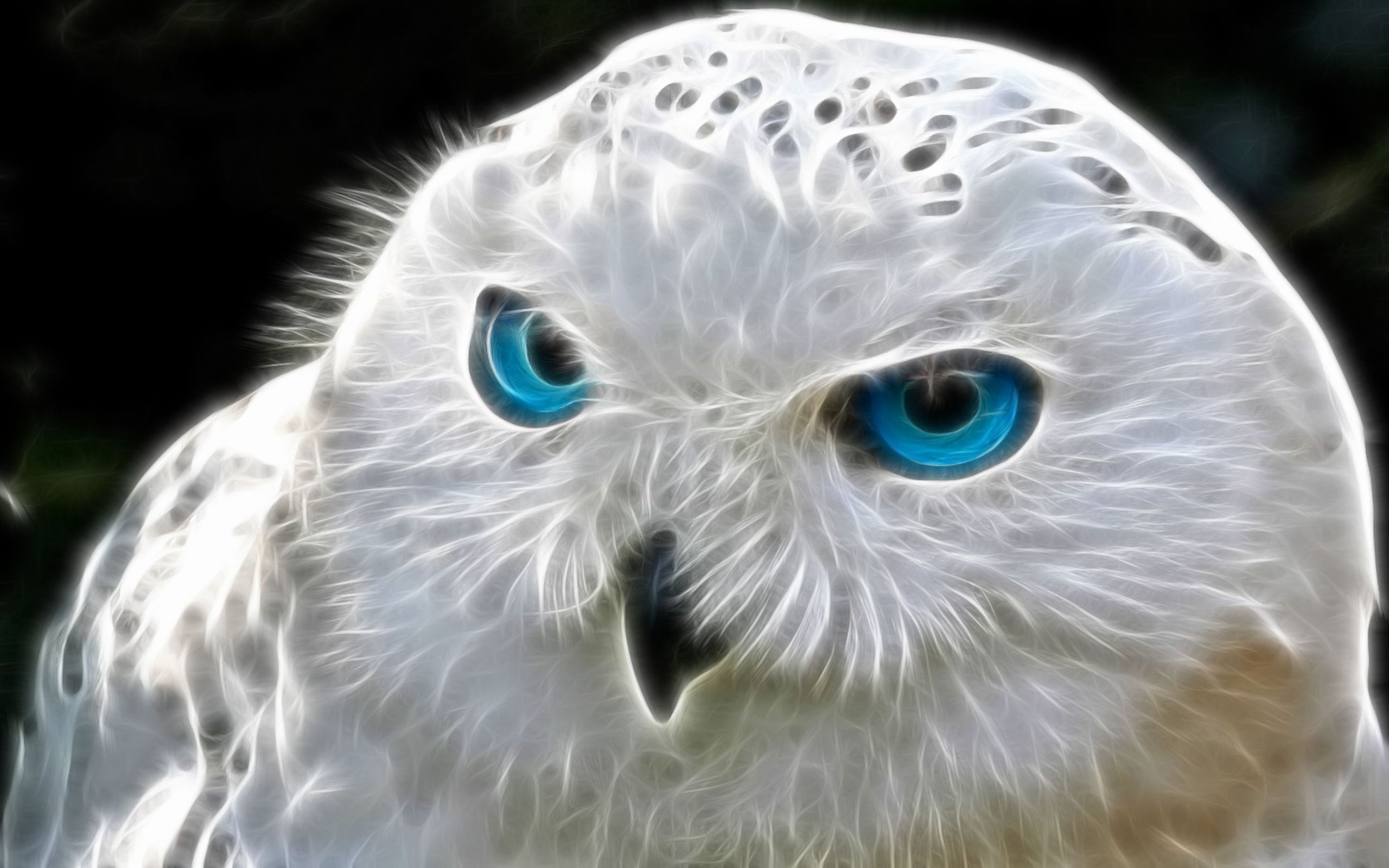 Snowy Owl Puter Wallpaper Desktop Background Id