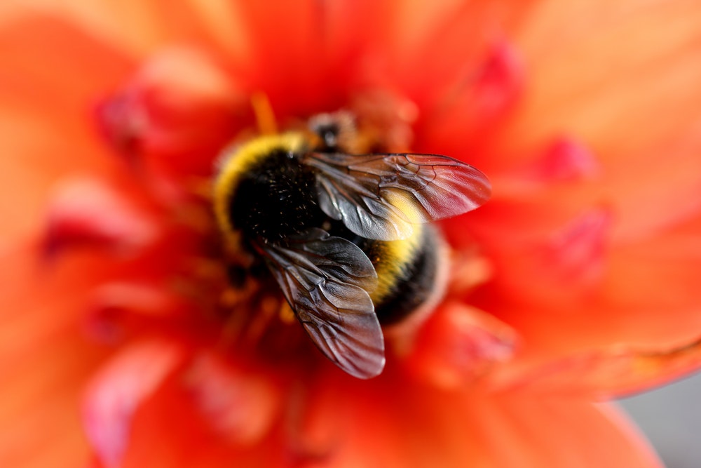 Honey Bee Pictures Image