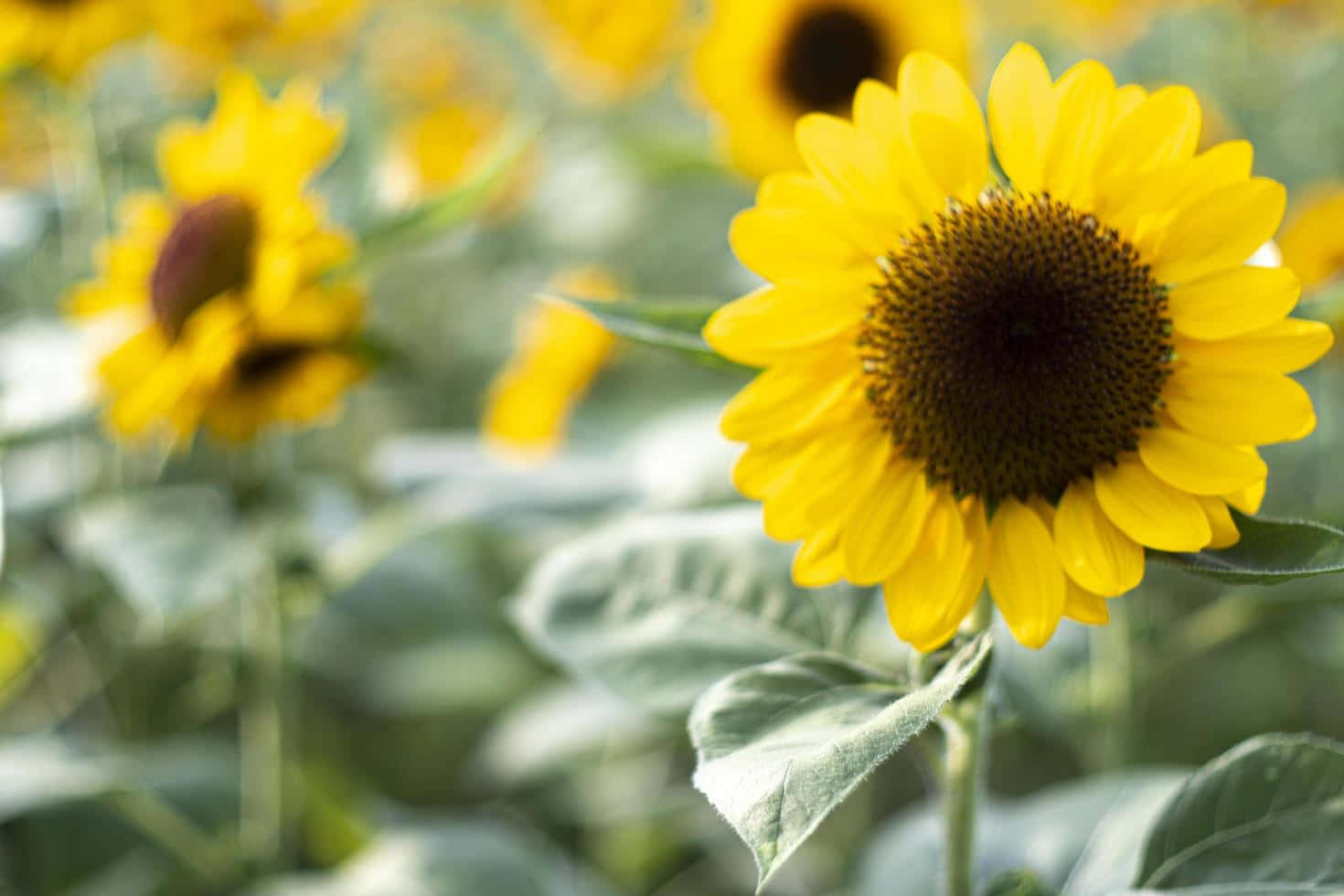 Aesthetic Sunflower Background Wallpaper
