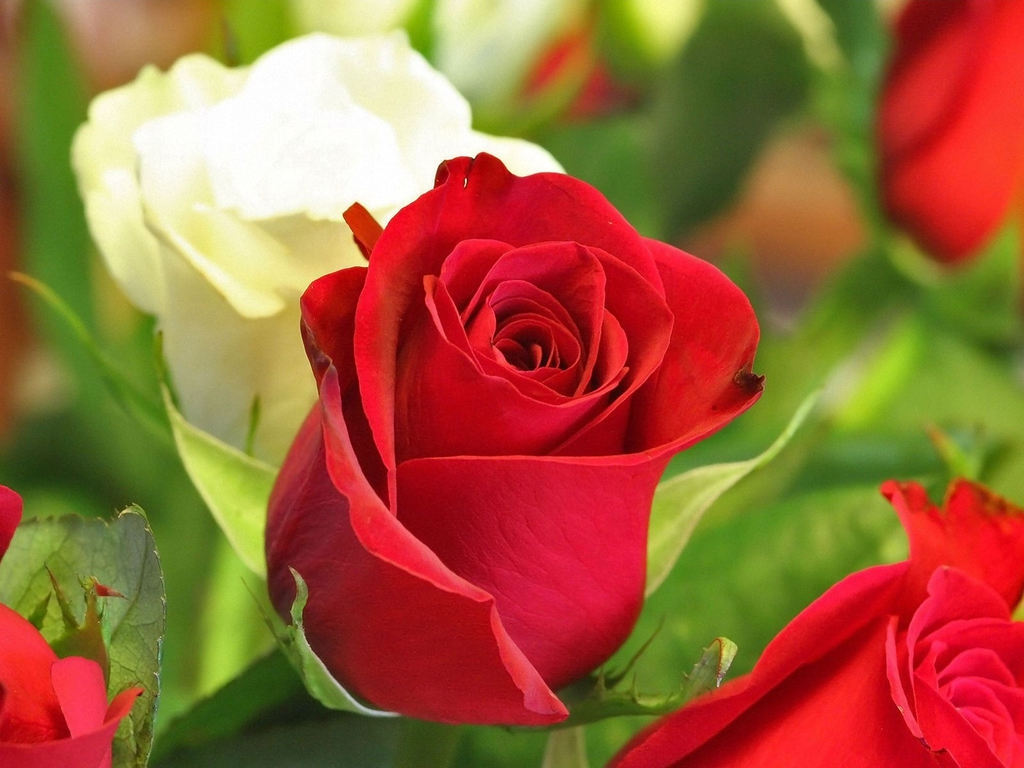 Love Rose Flowers Flower HD Wallpaper Image Pictures