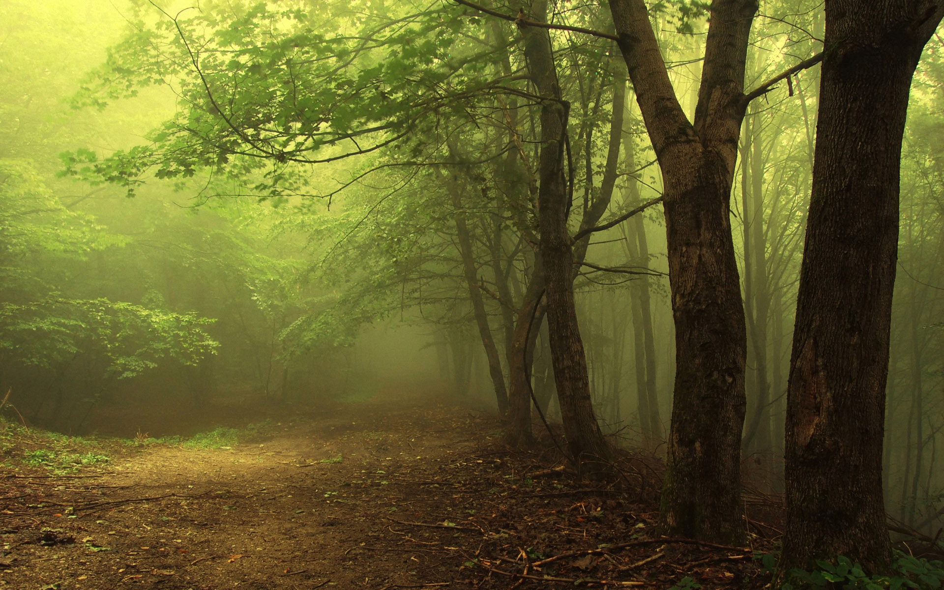 Foggy Forest Wallpaper Pictures
