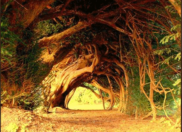 Most Beautiful Tree Tunnels HD Wallpaper