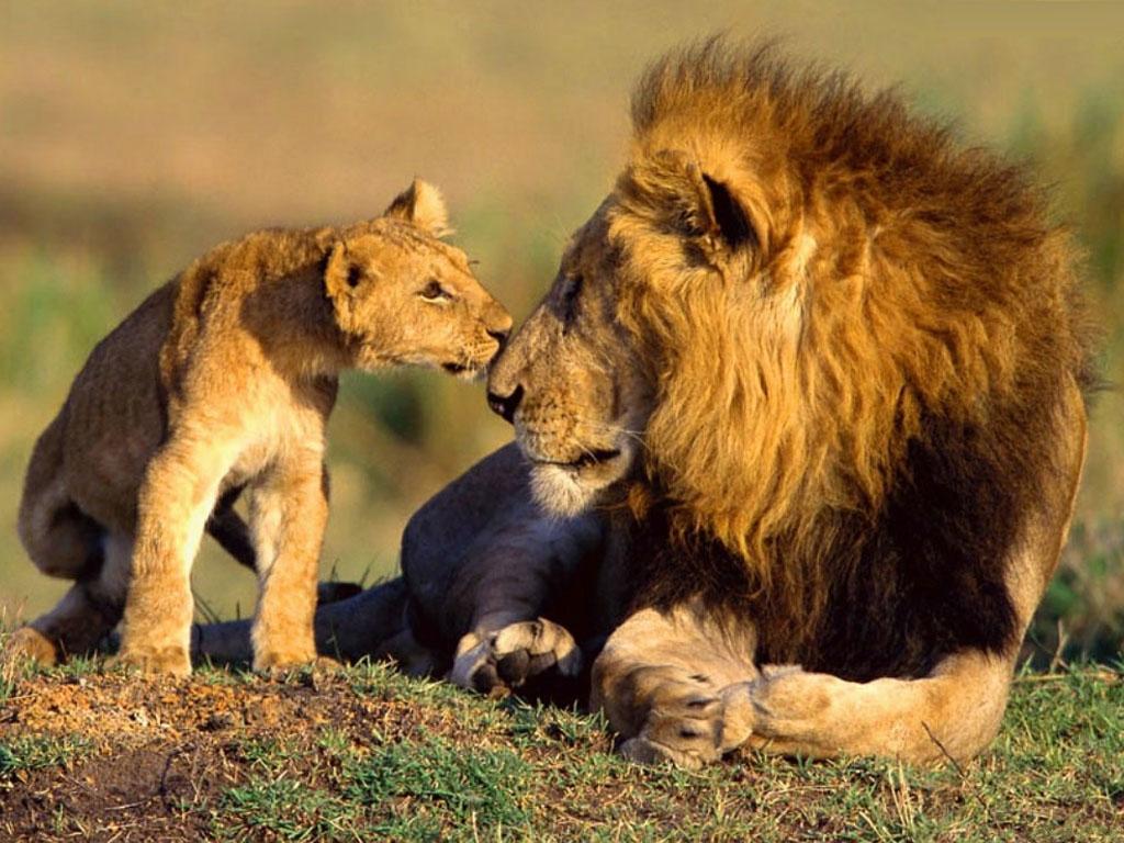 Picture Animal Wildlife Lions African Animals