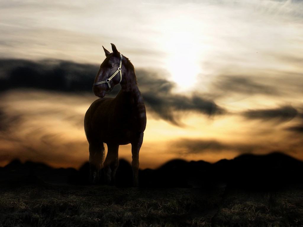 Arabian Horses Desktop Background Bronze Wallpaper