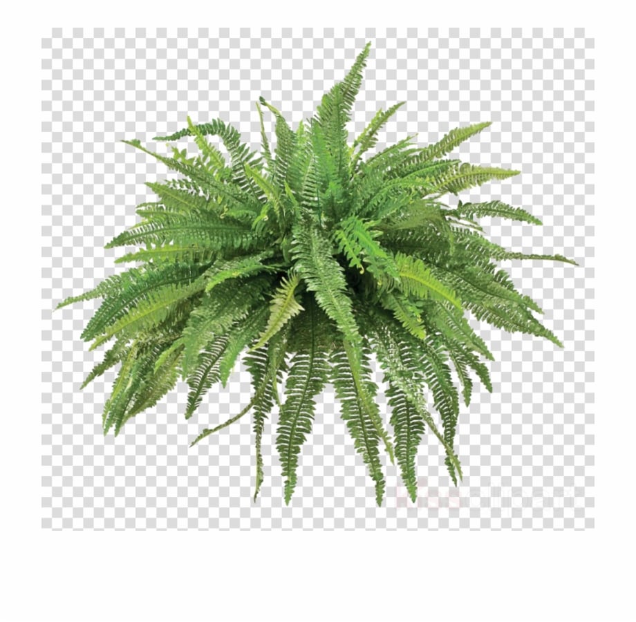 Plants Clipart Fern Vascular Plant Green