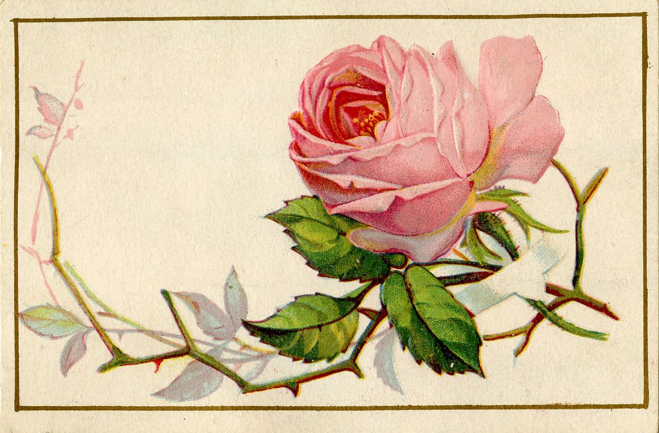 Pin Old Pink Rose Closeup Pic Wallpaper