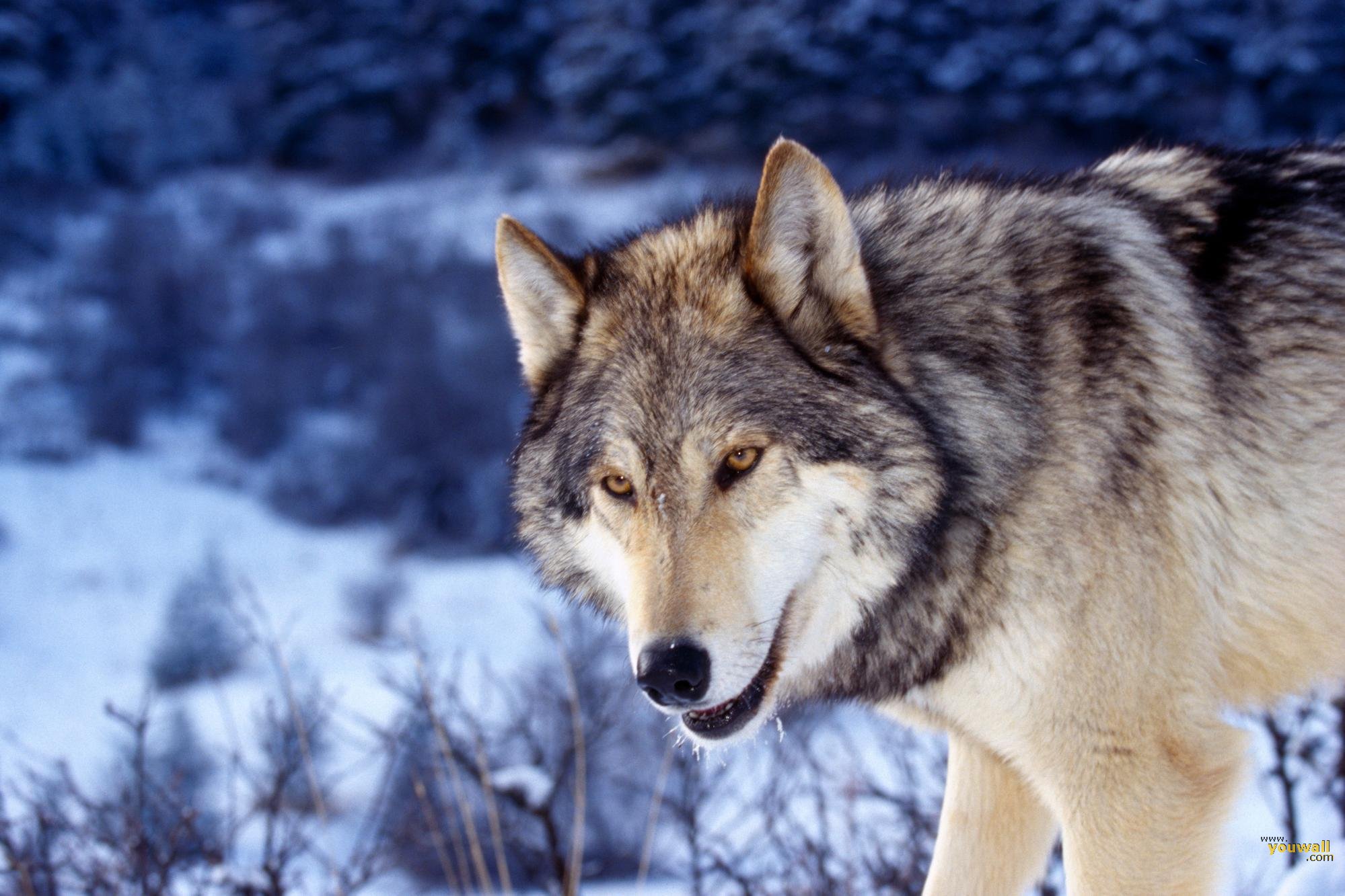 Wolf Wallpaper Photo Desktop