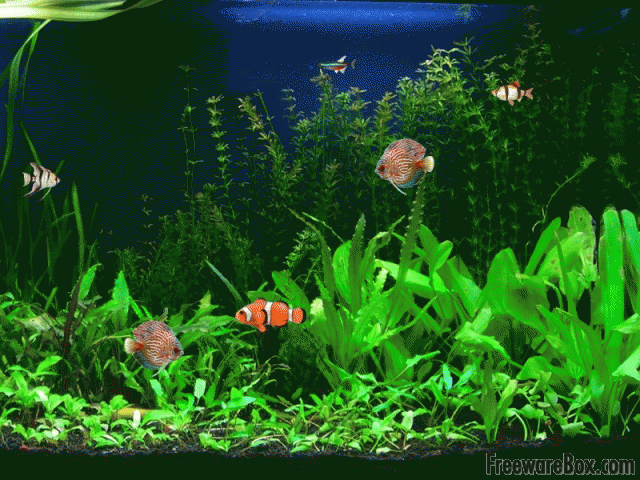 Free Aquarium Fish Screensaver freeware screenshot   Screensavers