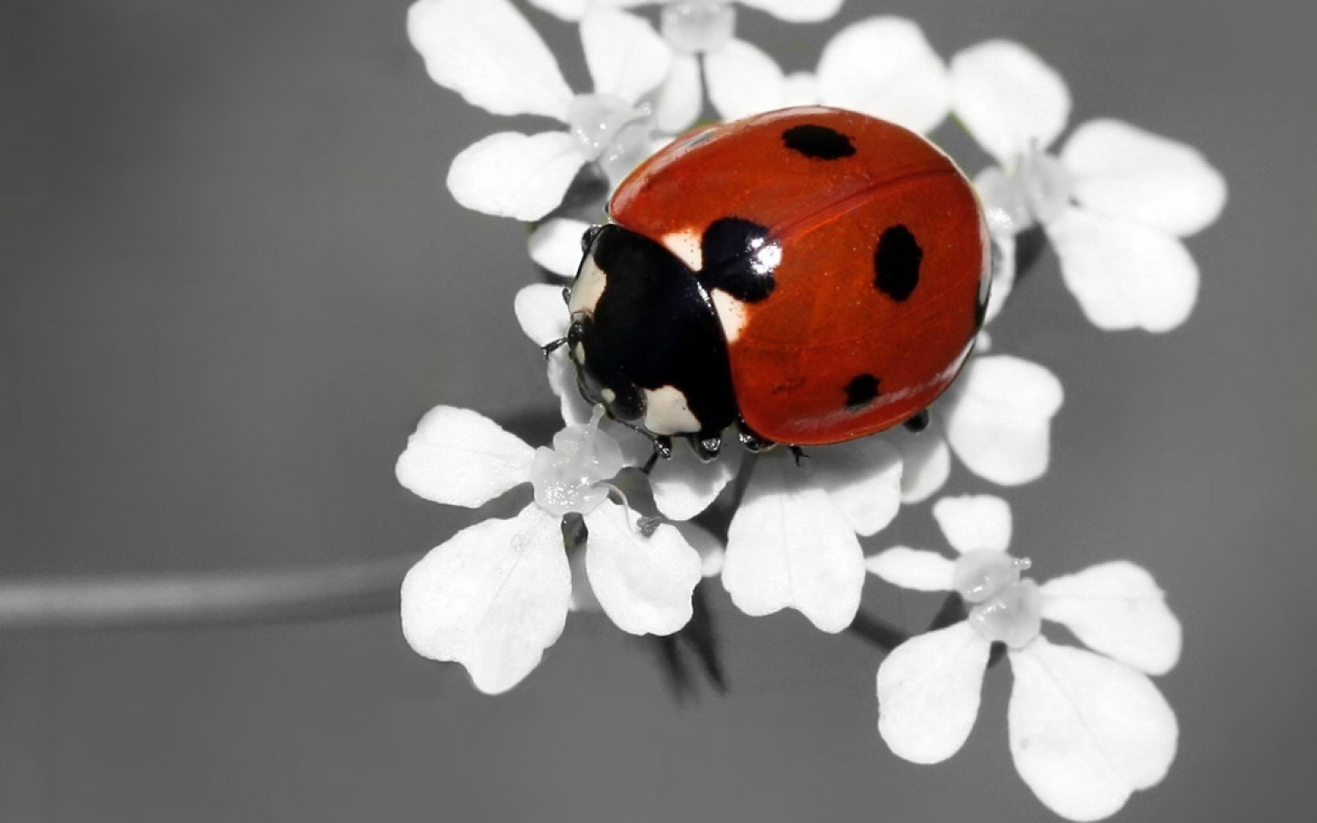 Ladybug Animals Wallpaper