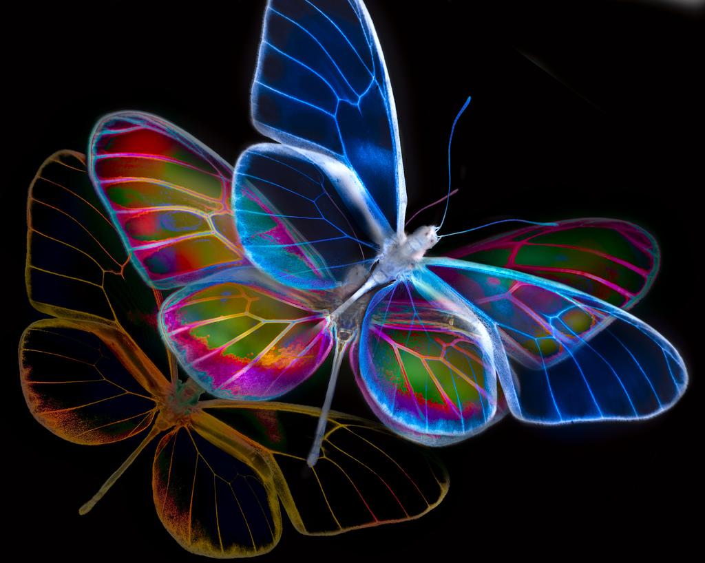 Desktop Cool Neon Background For Colorful Butterfly