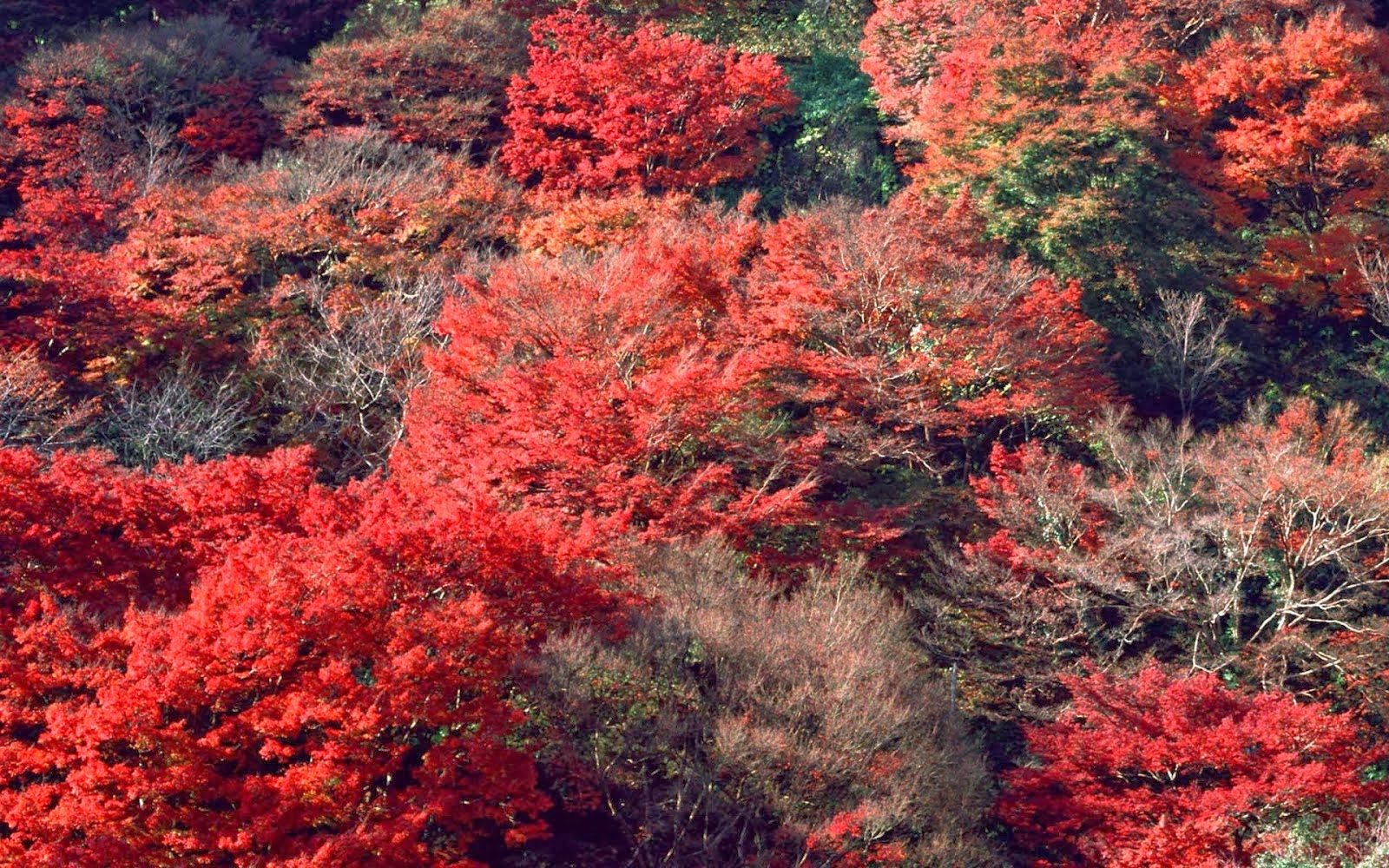 autumn nature hd wallpaper 1080p autumn nature hd wallpaper 1080p