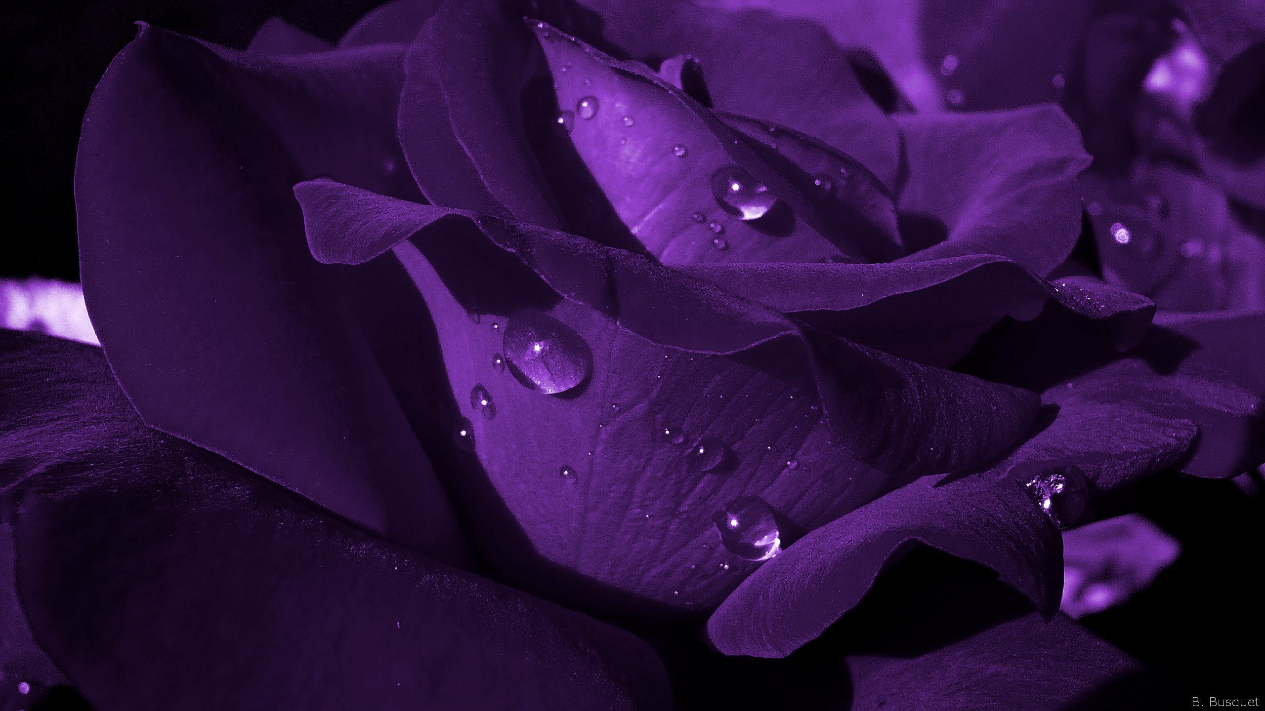 Close-up of a vibrant purple rose with water droplets, showcasing its delicate petals and rich color