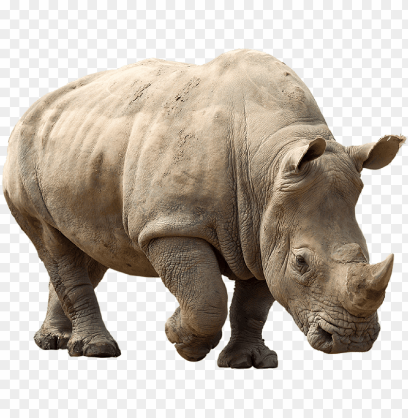 Rhino Png Clipart Image With Transparent Background